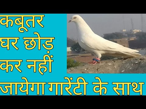 वीडियो: कबूतर को कैसे छोड़ें