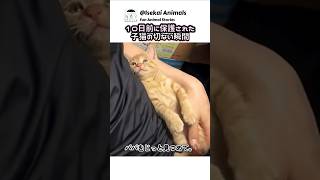 10日前に保護された子猫は、瞬間瞬間パパを確認します。