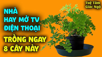 8 Loại cây hút sóng, bức xạ từ điện thoại, TV nên trồng để bảo vệ sức khỏe khi dùng thiết bị điện tử