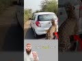 هجوم نمر مرعب على سيارة لحظات تحبس الأنفاس 
