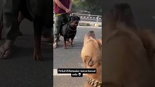 Btao Rottweiler Kya Soch Raha Hoga