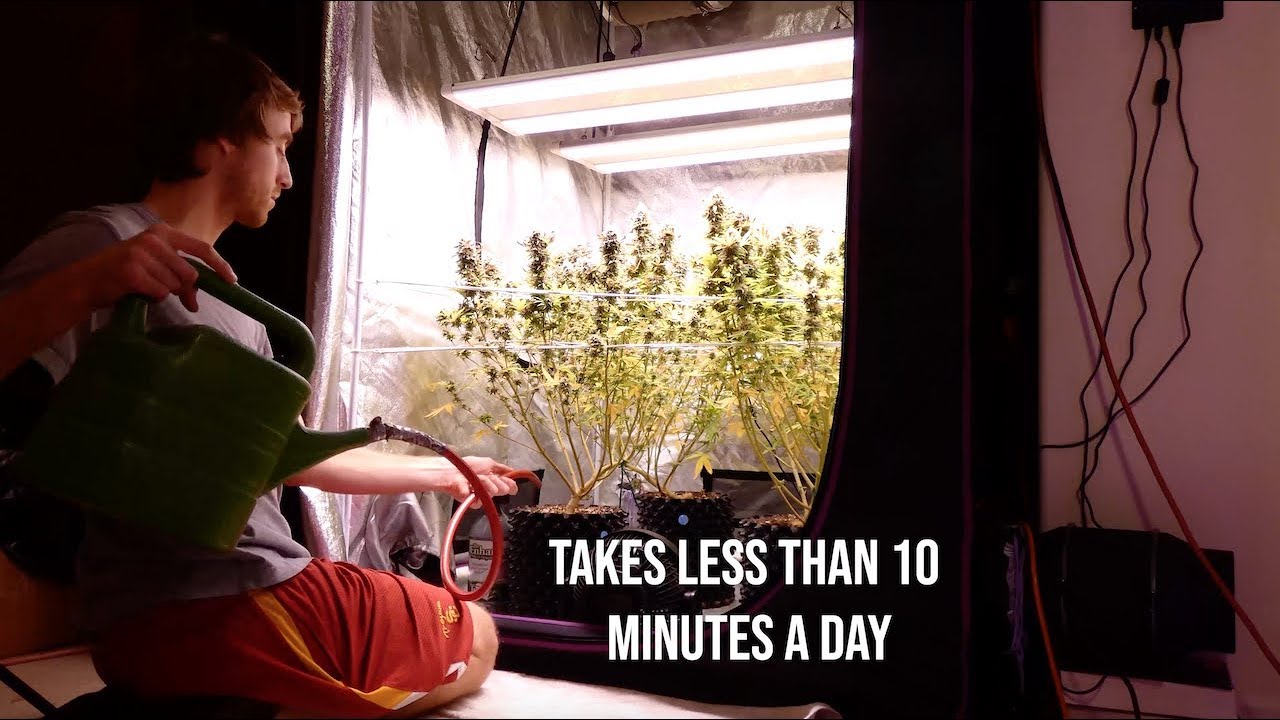 GreenBox Grown Free Trial (Premium Grow Videos + Step-by-Step Tutorials on Growing Cannabis at Home)