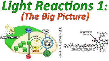 Photosynthesis, the Light Reactions, Part 1: the Big Picture