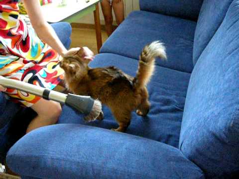 Кошка сомали и пылесос - прикольное видео. Somali cat and cleaner
