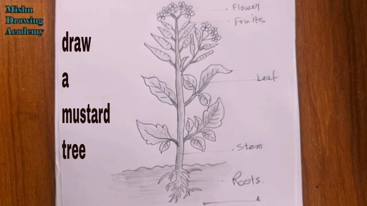 how to draw a mustard tree step by step/mustard tree drawing - YouTube