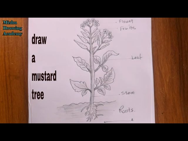 Parts of a Mustard Plant Drawing... - Mrigashira World School | Facebook