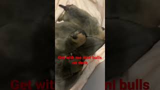 New Litter Today 6 Pups Omg Are They Gorgeous