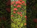 Love Beautiful vibrant Ixora flowers flowerslovers shortvideo shorts video @margaretchiew