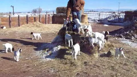 December kid goats #4