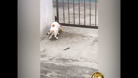 Một pha xử lý rất cồng kềnh từ phía Cate