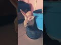 What a Question ? #funny #trending #cute #pets #youtubeshorts #saturday #rabbit #kolkata #shorts