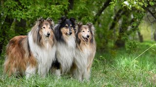 Navigating the Challenges of Collie Ownership #1 💥 by Pets Avenues 91 views 11 months ago 2 minutes, 48 seconds