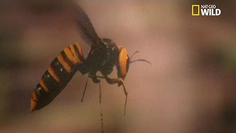 Frelons VS abeilles