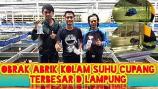 Intip peternak cupang terbesar d lampung,bikin ngiler