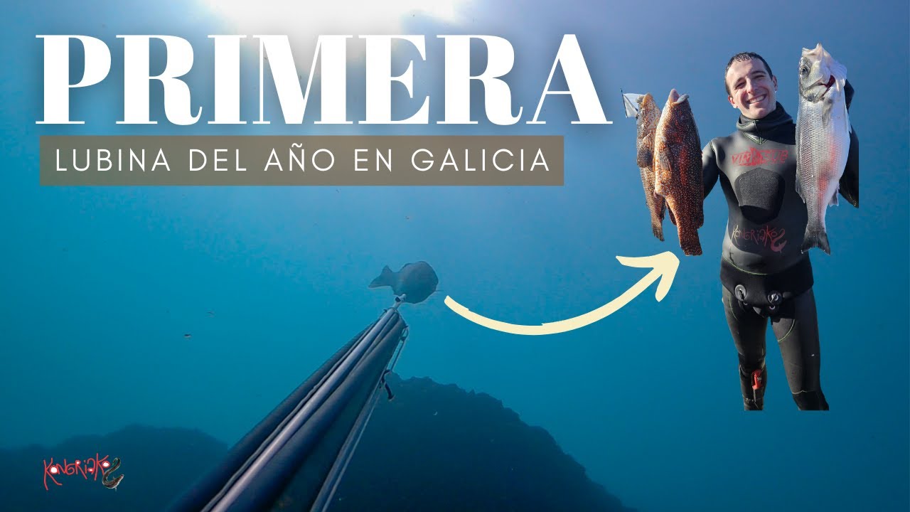 ✓PESCA SUBMARINA🌊 LUBINAS🎯en AGUAS CRISTALINAS de GALICIA 