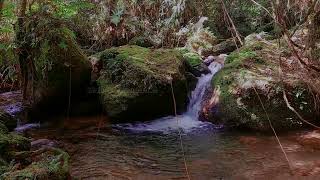 Download Lagu Voel buitengewone ontspanning, het melodieuze geluid van fluitende watervogels MP3