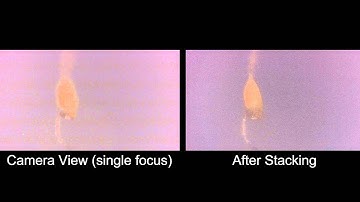 Dictyostelium discoideum