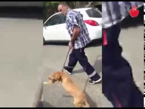 როგორ იჭერენ ძაღლებს გორში