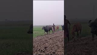 The Lives Of The Village People Of Our Beloved Country, Bangladesh