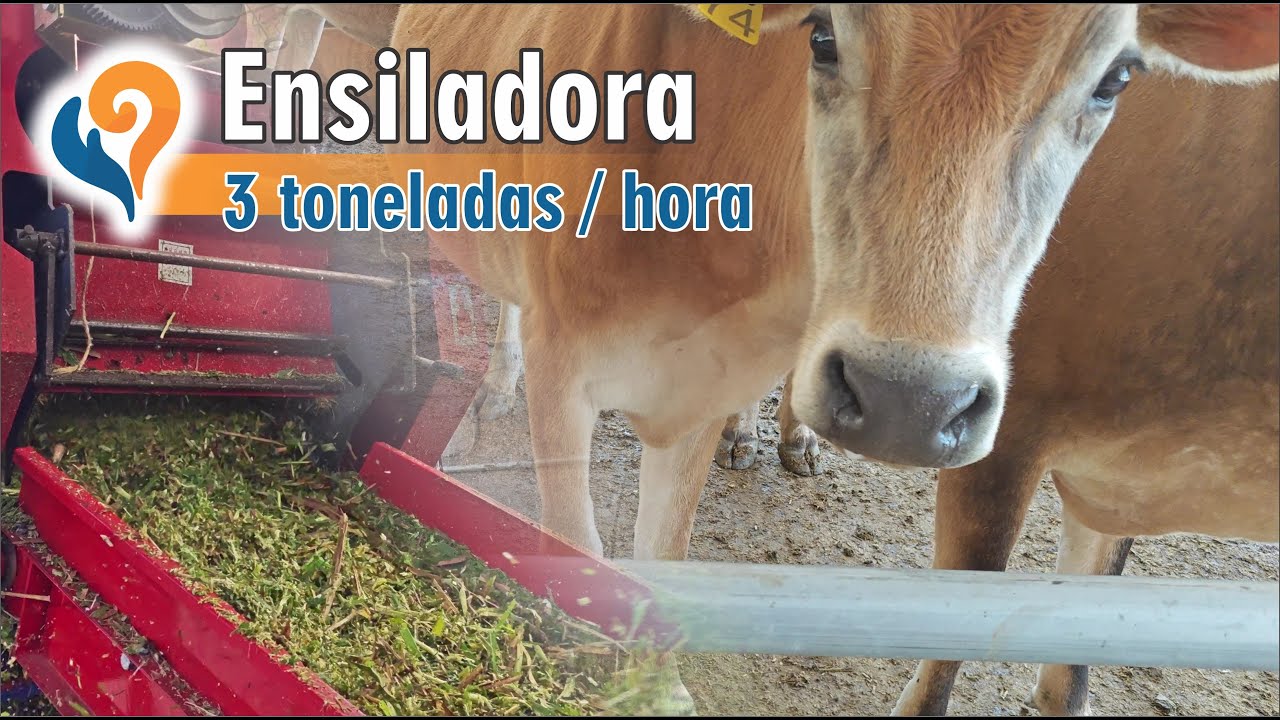 Ensilaje: 1era Experiencia Completa!