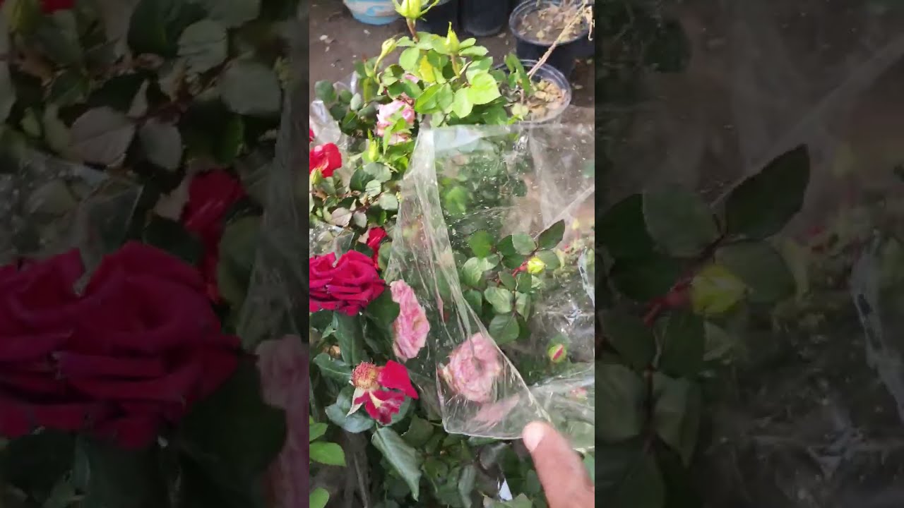 جوله في مشتل الخصيب