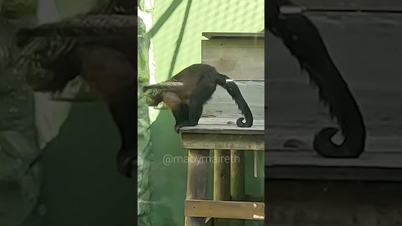 Asi es el mono cachudo en Medellín 