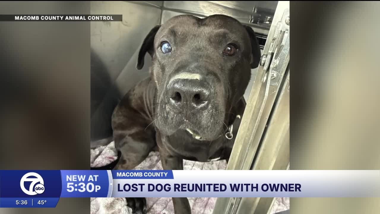 Detroit man reunited with stolen dog after 6 months - YouTube