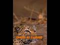 Un couple de crécerelles est venu à la maison de la femme #animal #animaux