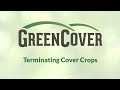 What to consider when terminating cover crops
