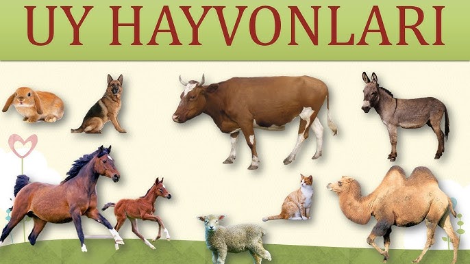 Tukli ozbek ayollari