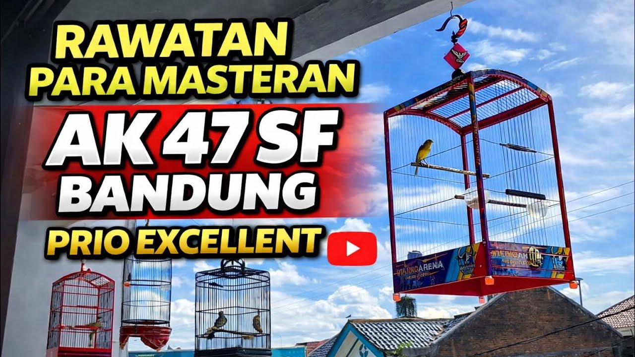 Лечение Masteran AK 47 SF. Ключ к успеху — только в одном.