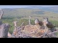 Louis brings fish but the loch arkaig ospreys are watching something overhead intently 16 may 2024