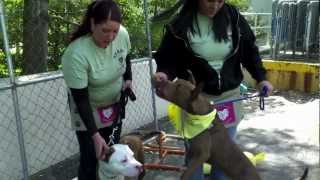 Best Friends Super Adoption 2012