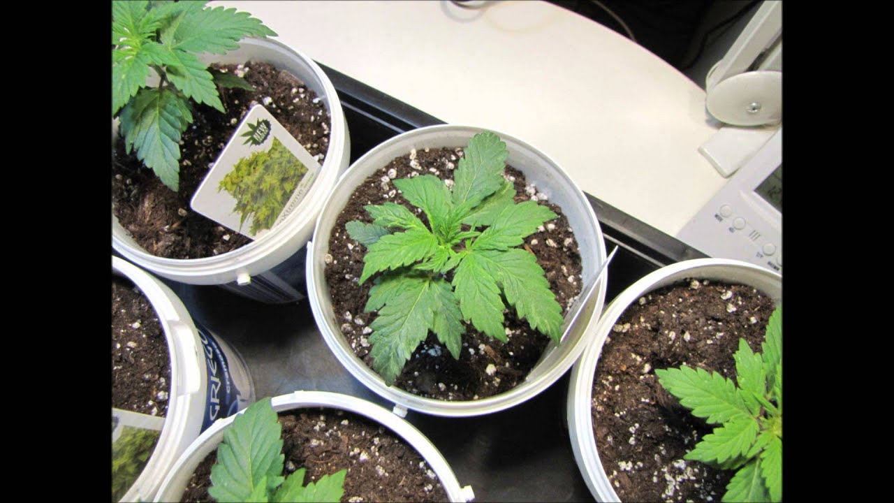 Blueberry Peak Seeds BC