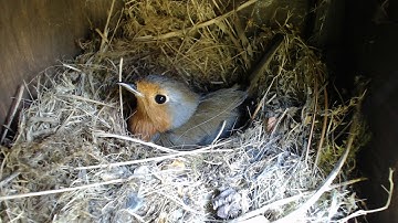 Nest Box Diary 2020 - Robin Nest Camera 1 (Tuesday 26 May 2020, 09:06:28)
