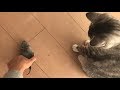 猫用ねずみのおもちゃ　犬猫の反応