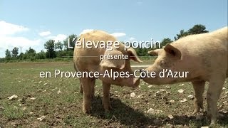 L'élevage porcin en Provence-Alpes-Côte d'Azur