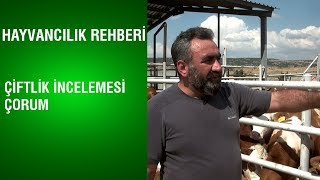Download lagu Hayvancılık Rehberi Çiftlik İncelemesi Çorum Hayvancılık Rehberi Çiftlik İncelemesi Çorum