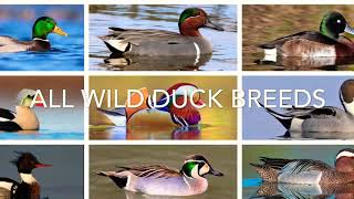 All Wild Duck Species