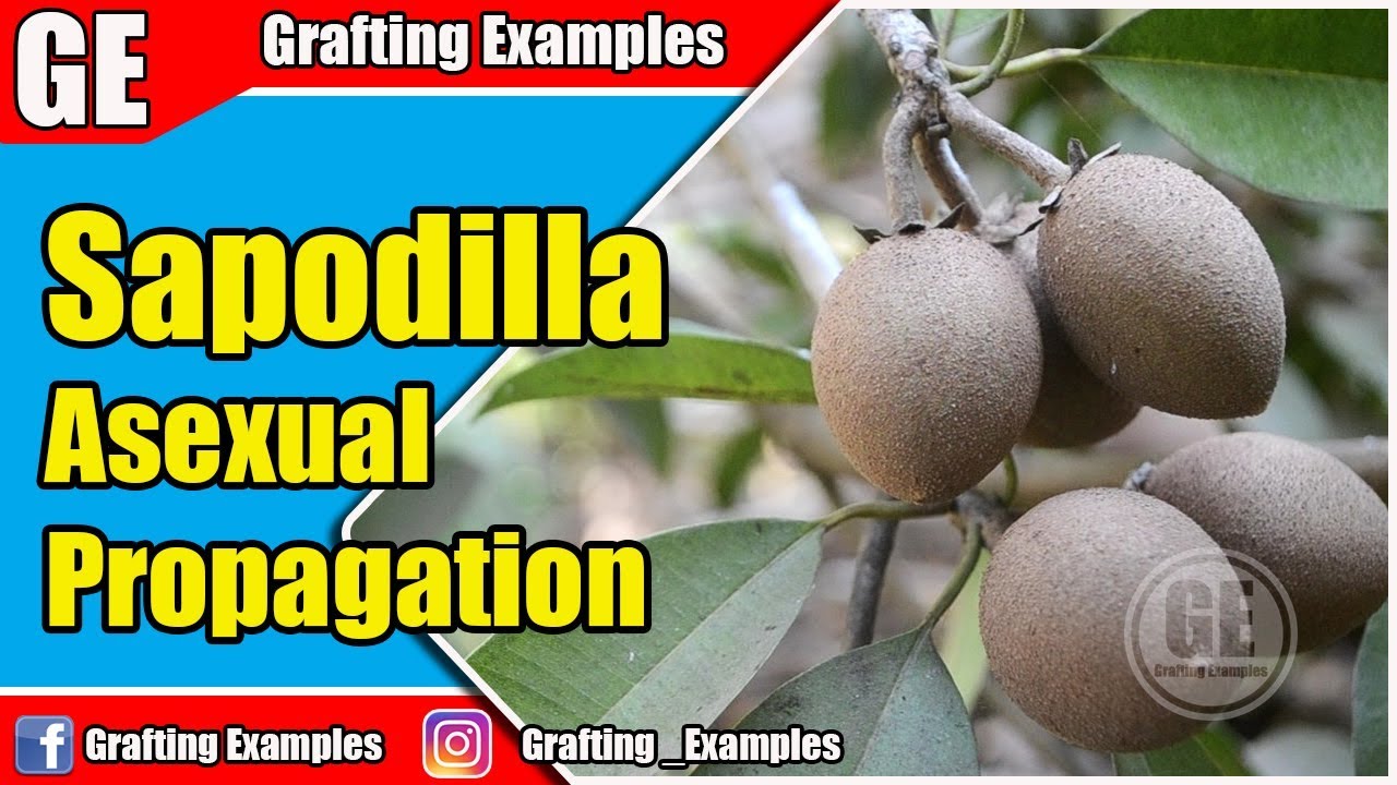 Sapodilla Asexual Propagation/Cloning Plant (Air layering) YouTube