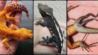 The Science of Lizard Regeneration | How Lizards Regrow Their Tails | Tail Regenration