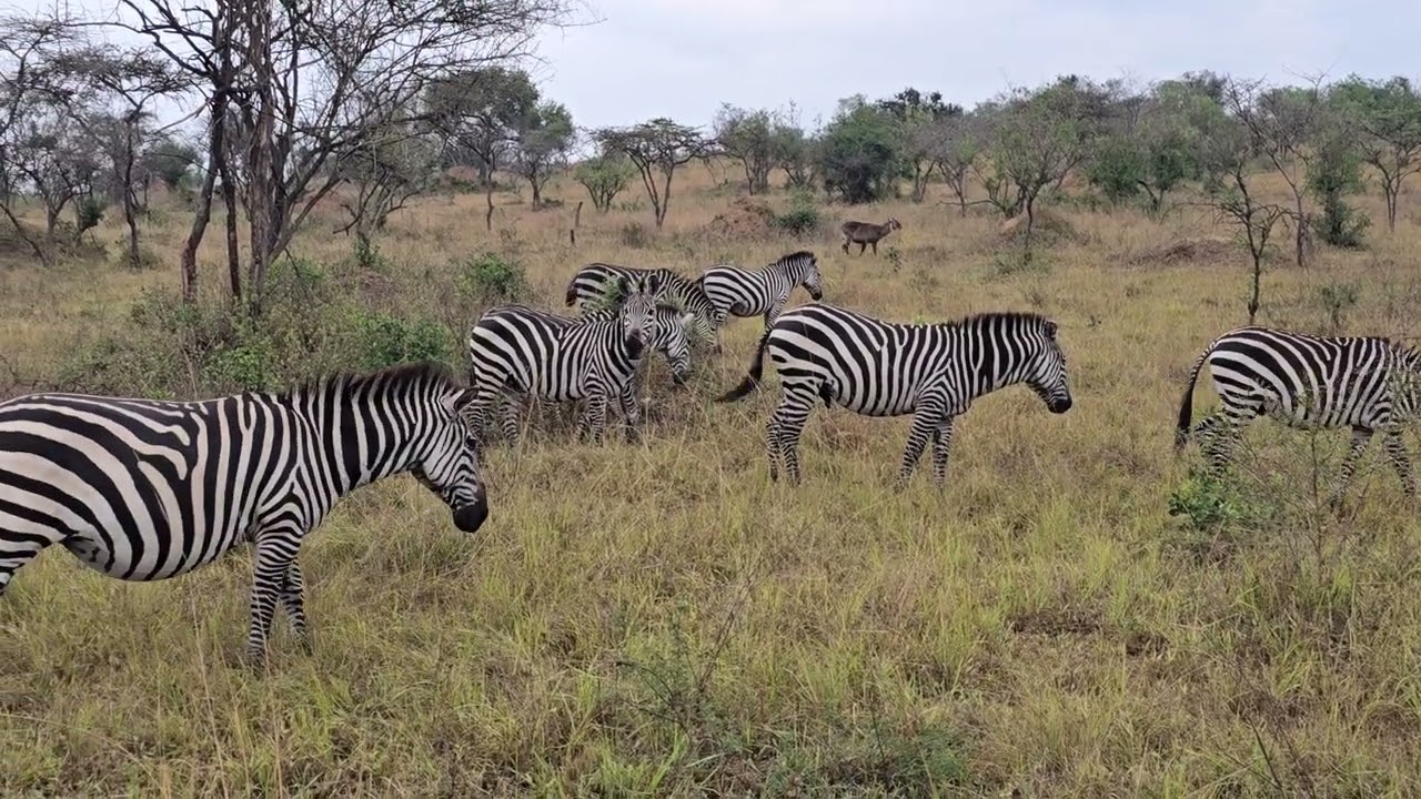 Plains zebra, also known as the Burchell's zebra.