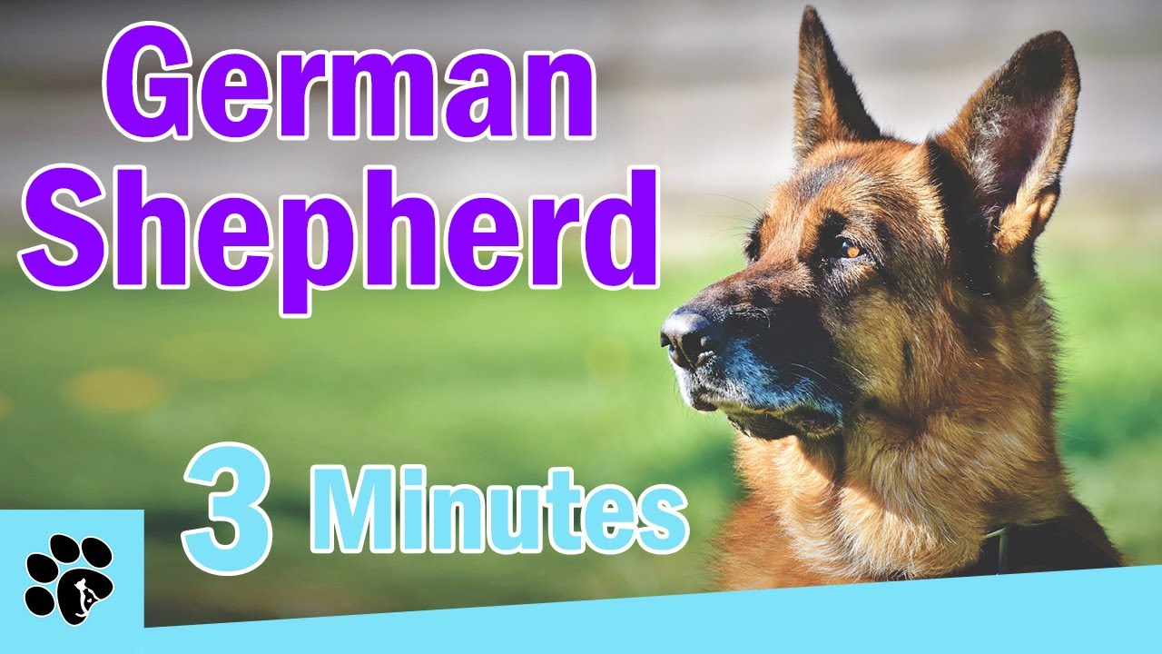 German Shepherd facts and information | GSD Everything You Need to Know 2023