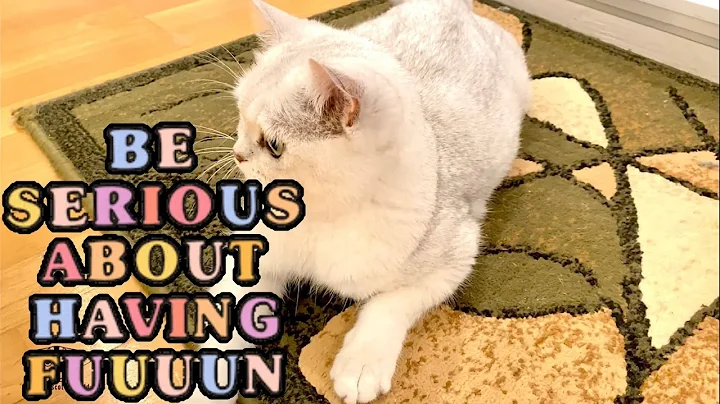 Watch the video about Fun Time with Scottish Straight Chinchilla Cat / Scottish Fold | Scottish Straight |