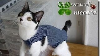 ペット術後服作り方 How To Make Post Operative Pet Clothes 如何使手术后的宠物衣服 Youtube