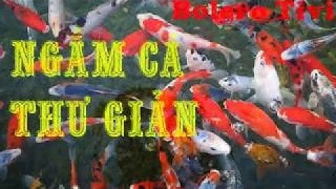 Bolero - Ngắm Cá Miệt Vườn - Cá Koi - Nhạc Trữ Tình - Bolero TiVi