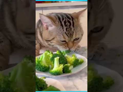 😆El GATO Vegetariano FIEL, #catlover, #gatos