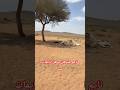 نايم عندهن و هن نايمات عنده حيران البل تحت ضل الشجره