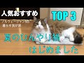 【夏のひんやり猫はじめました】猫の冷却マットおすすめTOP3　ノルウェージャンフォレストキャット5匹