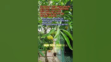 Nhà vườn Long An | Nhà cấp 4 | Nhà vườn cây ăn trái giá rẻ | View Sông Vàm Cỏ Tây #shorts